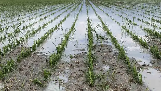 Konya tarımını yağış korkusu sardı! Zarar mı verecek?
