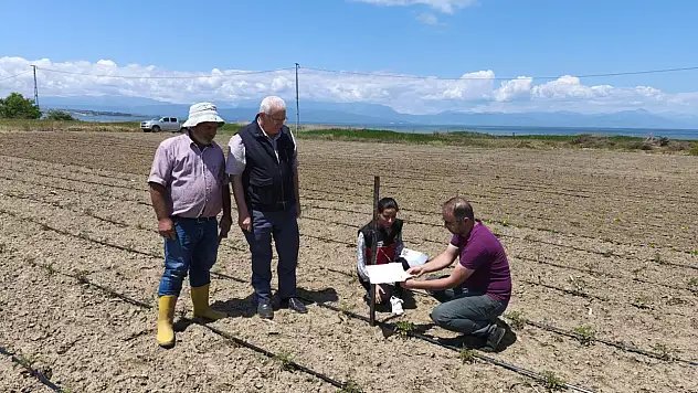 Konya tarlalarına sinsice yaklaşıyor! Genel Müdürlük duyurdu...