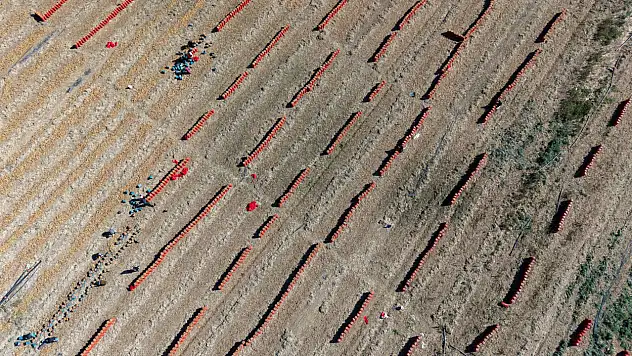 Konya tarlalarında bereket zamanı: Soğan hasadı başladı!
