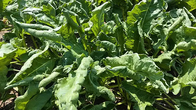 Konya tarlalarında virüs alarmı! Hastalık tespit edildi...