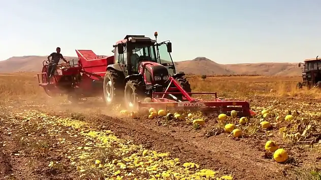Konya topraklarında üretiliyor! Faydası saymakla bitmiyor! Bu yıl ki verimi şaşırttı...