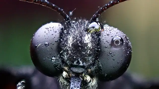 Konya Tropikal Kelebek Bahçesi'nde kelebeklerin bilinmeyen yüzü!