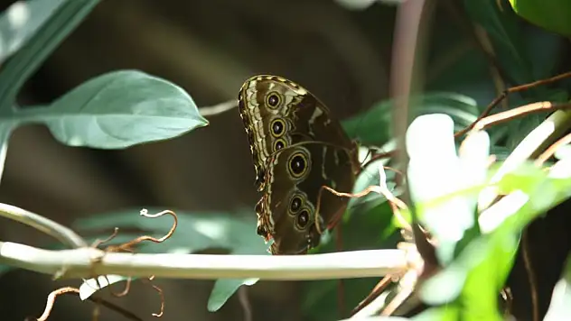Konya Tropikal Kelebek Bahçesi ziyaretçi akınına uğradı