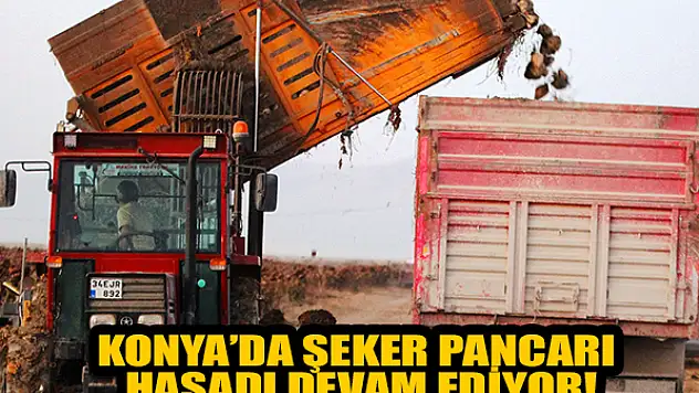 Konya'da 1 milyon dekar alanda şeker pancarı hasadı devam ediyor