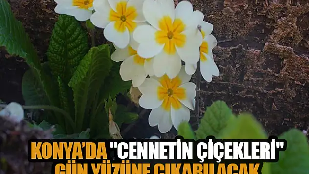 Konya'da 'Cennetin Çiçekleri' gün yüzüne çıkarılacak