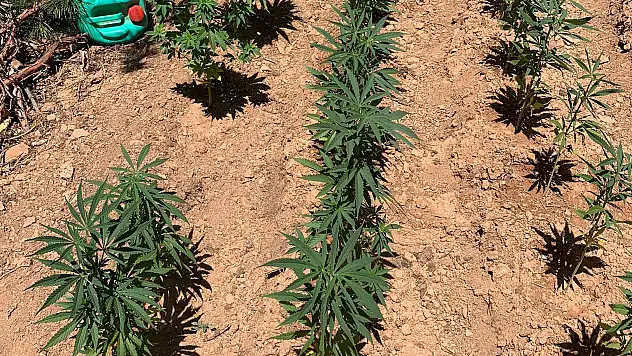 Konya'da ormanlık alanda Hint keneviri yetiştiren 2 kişi tutuklandı