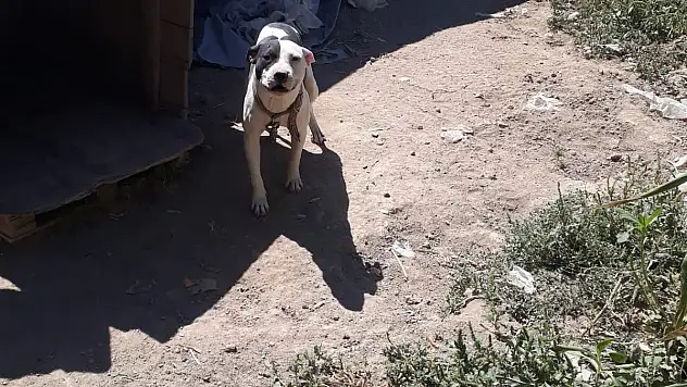 Konya'da pitbull besleyen şahsa 14 bin 982 lira ceza