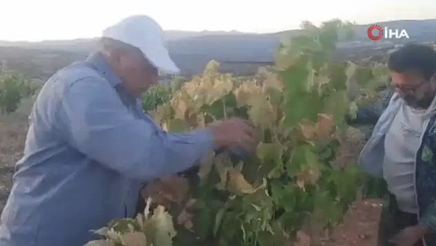 Konyalı çiftçinin emek mücadelesi: Bağı satmamak için direniyor!