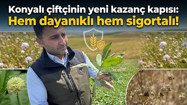 Konyalı çiftçinin yeni kazanç kapısı: Hem dayanıklı hem sigortalı!
