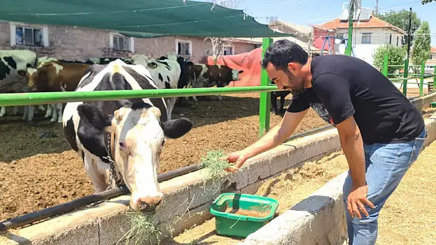 Konyalı süt üreticilerinden yüzde 7'lik zamma isyan 'Böyle giderse hayvancılığı bırakacağız'