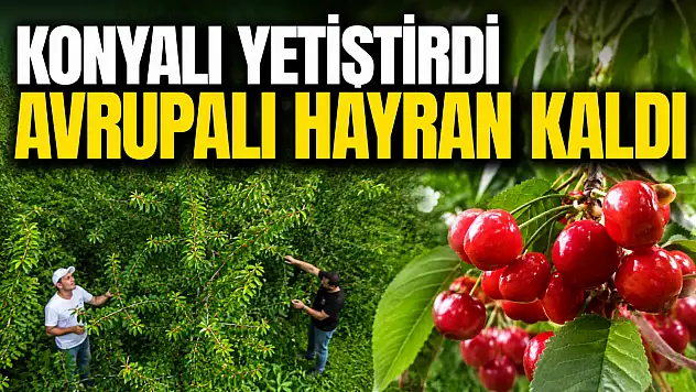Konyalı yetiştirdi Avrupalı hayran kaldı