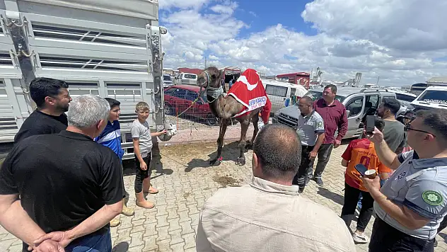 Konyalılar akın etti, pazarda izdiham yarattı! Tam 780 kilogram: İşte Meram'ın en pahalı kurbanlığı