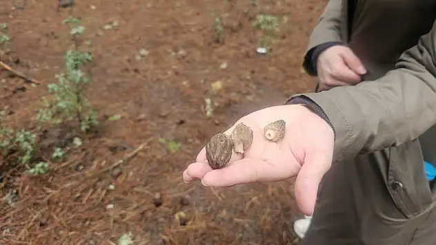 Konyalılar kuzugöbeği için ormana akın etti!