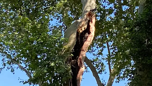 Kopan ağaç dalı vatandaşların üzerine düştü