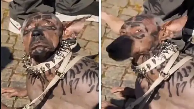 Köpek olan adam gerçek mi? Köpek olan adam gerçek hali nasıl? Köpek olan adam Japonya'da mı?