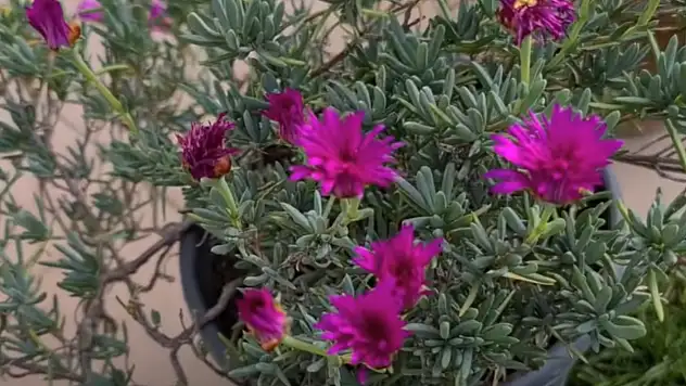 Kötü enerjiyi uzaklaştıran 3 bitki. Zinde kalmanızı sağlıyor ve dinç tutuyor…