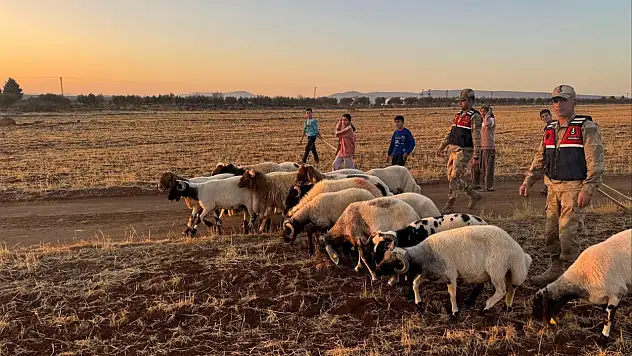 Köylünün imdadına jandarma yetişti: Kayıp sürü arazide bulundu