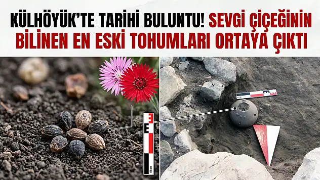 Külhöyük'te tarihi buluntu! Sevgi çiçeğinin bilinen en eski tohumları ortaya çıktı