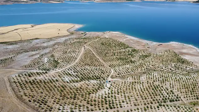 Kullanılmayan Araziyi Badem Bahçesine Dönüştürdü