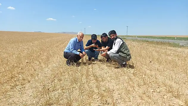 Kulu'da hububatı kuraklık vurdu