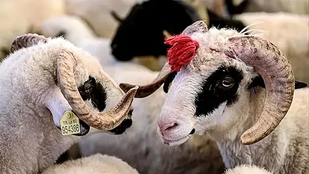 Kurban Bayramı 2025 mesajları sosyal medyada gündem oldu: İşte en anlamlı, en çok paylaşılan mesajlar