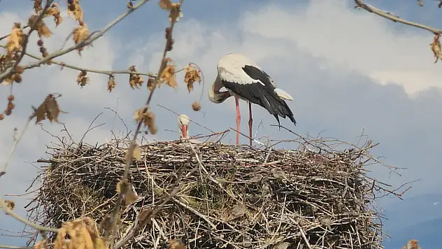Leylekler yuvalarına döndü