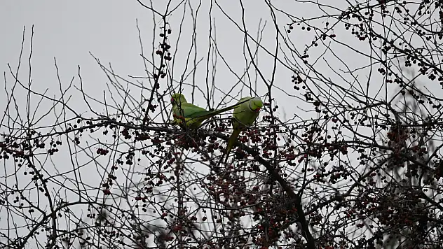 Mahalleliyi şaşırtan görüntü: Ağaçlardaki renkli misafirler dikkat çekti