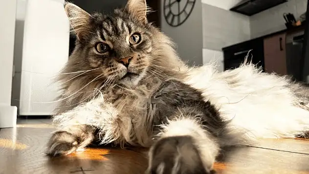Maine Coon: Dost canlısı devlerin dünyasına giriş