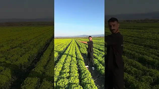 Marul fiyatı 2 liraya düşünce üretici tepkisini videoyla gösterdi: Satarsam şerefsizim