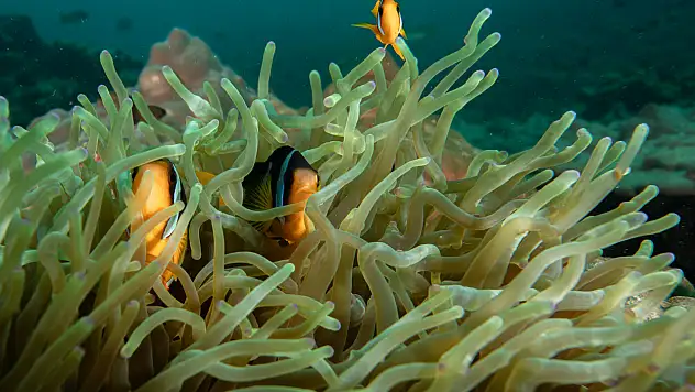 Mercan bahçeleri görsel şölen sunuyor