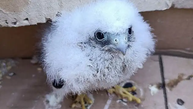 Minik bedenden, takdir toplayan hareket: Artık güvende!