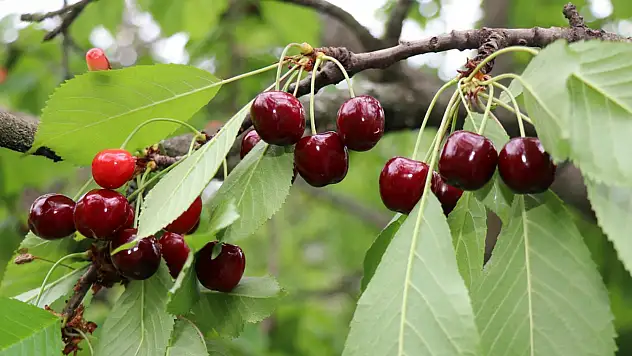 Misafir kirazında hasat başladı
