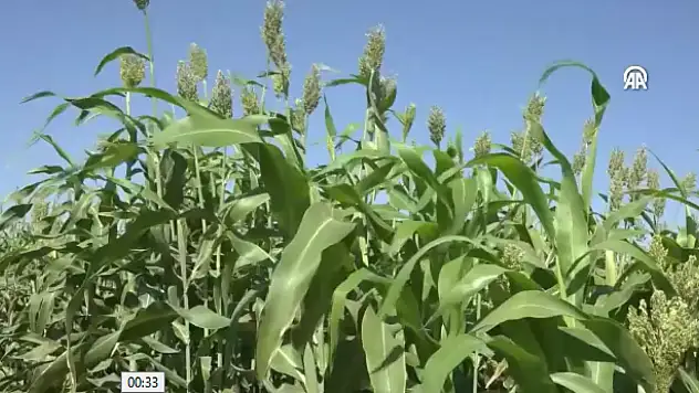 Mısır kuraklığa direnemedi, sorgum Konya çiftçisine umut oldu