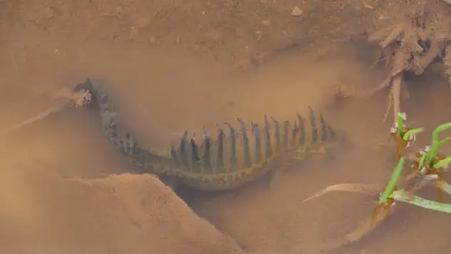 Nesli Tükenmekte olan Anadolu şeritli semenderi tesadüfen bulundu