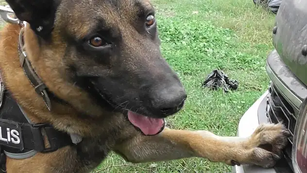 Norkotik köpeği 'Poyraz' birincilik aldı