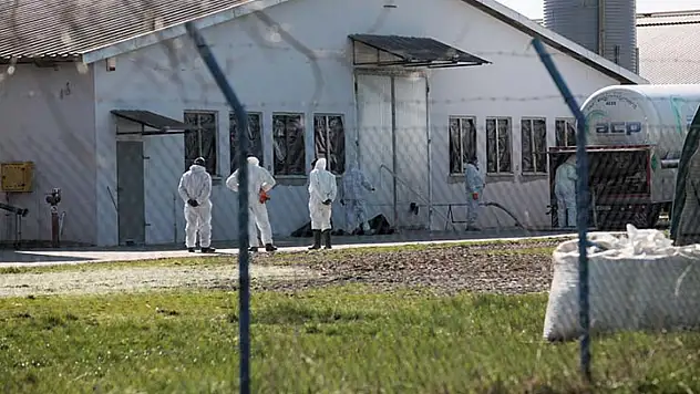 O ülkede kuş gribi alarmı