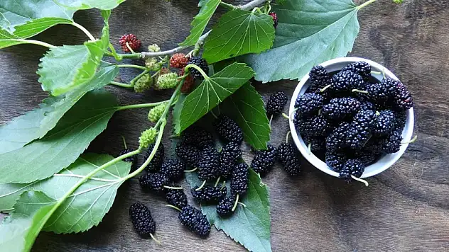 Obeziteye karşı doğal destek: Dut yaprağı