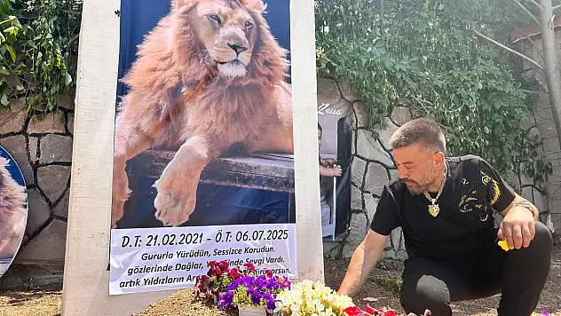 Öldürülen aslanı için temsili mezar yaptırdı