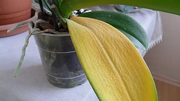 Orkide yaprağı neden sararır?