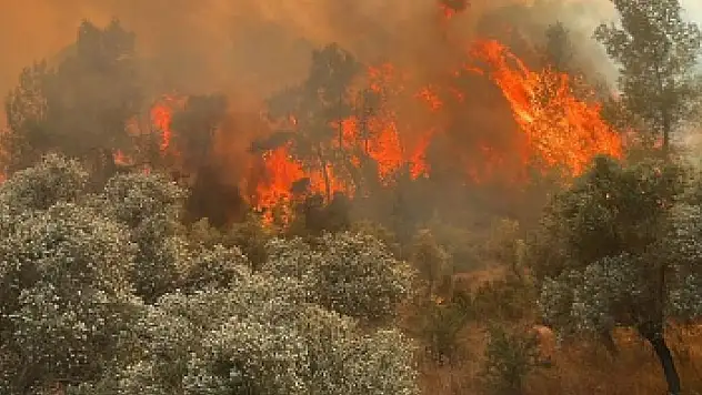 Orman yangını kontrol altına alındı!