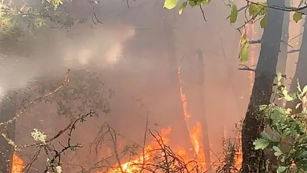 Orman yangınına müdahale sürüyor!