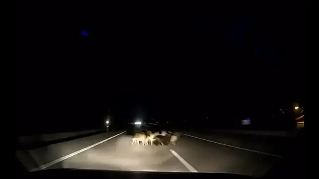 Otomobil koyun sürüsüne çarptı, 12 hayvan telef oldu!