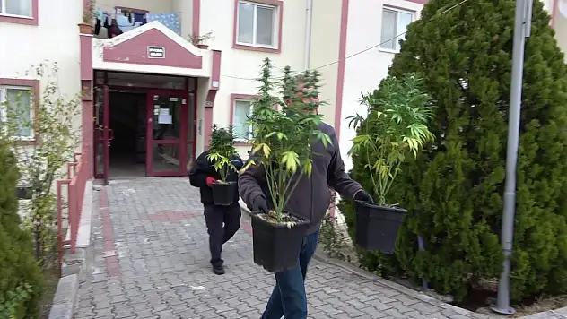 Özel düzeneklerle apartman dairesini esrar bahçesine çevirmişler