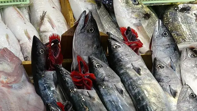 Palamut ve torik için av yasakları başlıyor