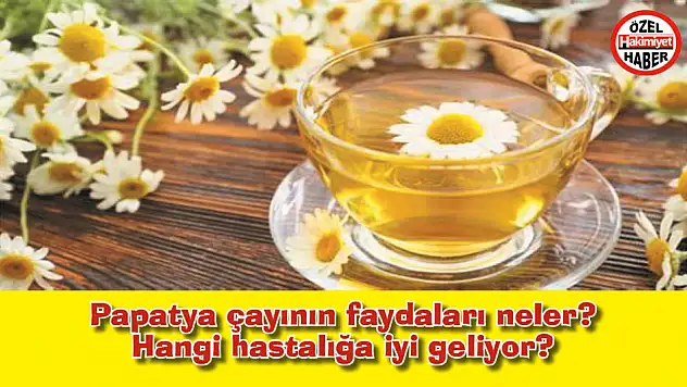 Papatya çayının faydaları neler? Hangi hastalığa iyi geliyor?