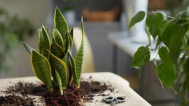 Paşa Kılıcı Çiçeği Nasıl Bakılmalıdır? Paşa Kılıcı İç Mekanlarda Nasıl Yetiştirilir?