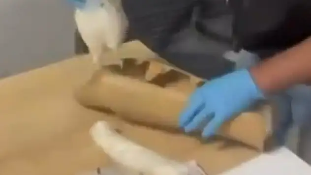 Polis aramasında şoke eden görüntü! Uyuşturucuyu böyle gizlemiş