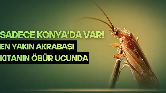 Sadece Konya'da var! En yakın akrabası kıtanın öbür ucunda