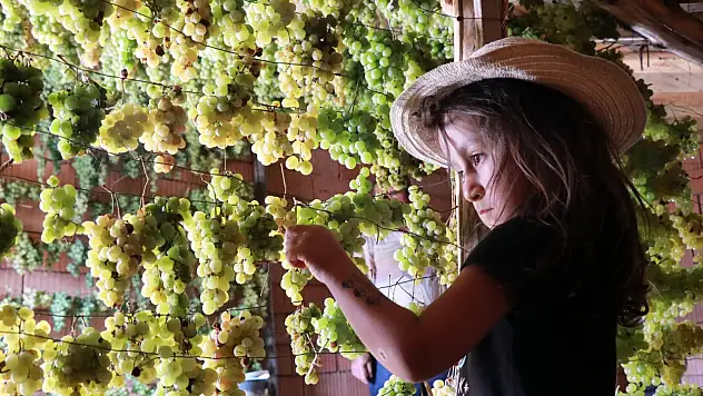 Sadece Konya'da yetişiyor: Hasadı başladı!