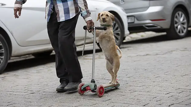 Sahip olduğu köpeğini her gün skuter ile gezdiriyor